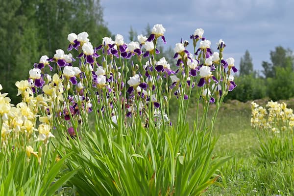 Iris Wabash